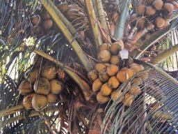 200403-d-grand cayman-5